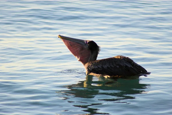 Pelikanlar — Stok fotoğraf