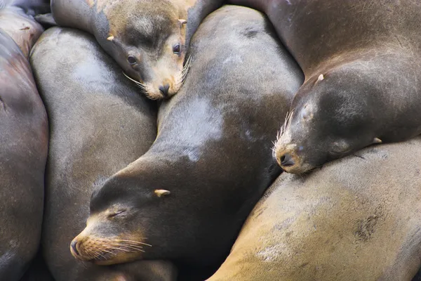 Sea lions — Stock Photo, Image