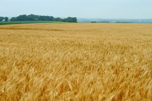 Wheat field — Stock Photo, Image