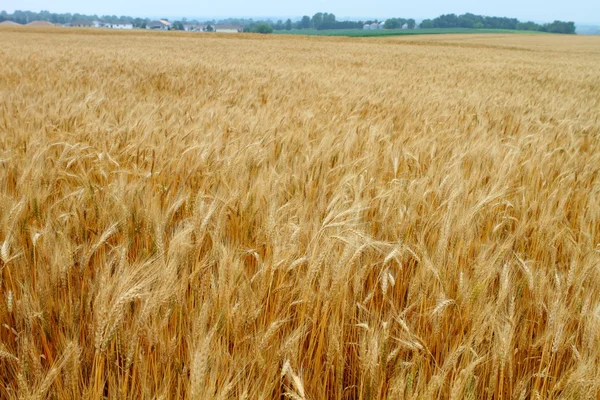 Wheat field — Stock Photo, Image