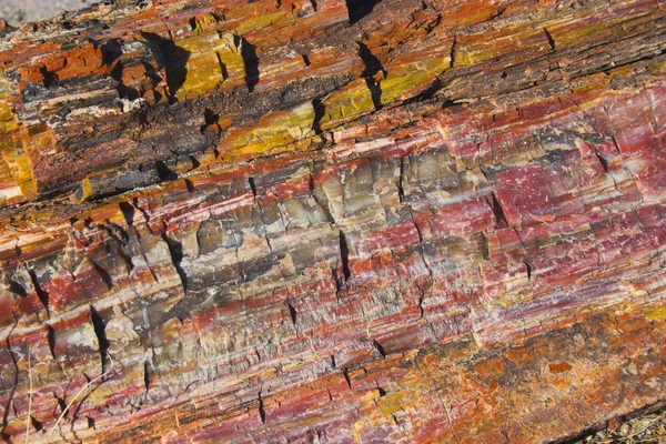 Petrified forest — Stockfoto