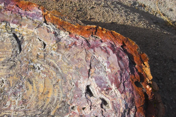 Petrified forest — Stockfoto