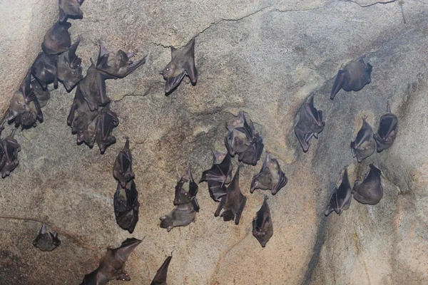 Morcegos — Fotografia de Stock
