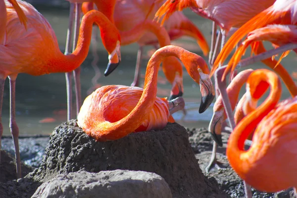Фламинго на гнезде — стоковое фото