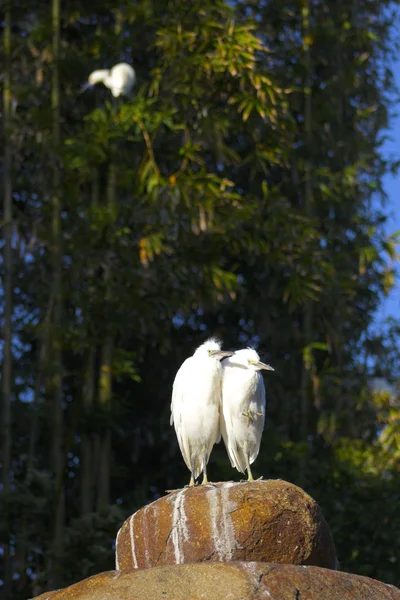 Birds — Stock Photo, Image