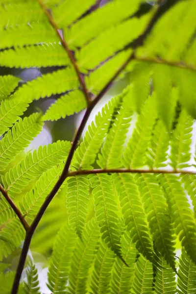 Flor espectáculo — Foto de Stock