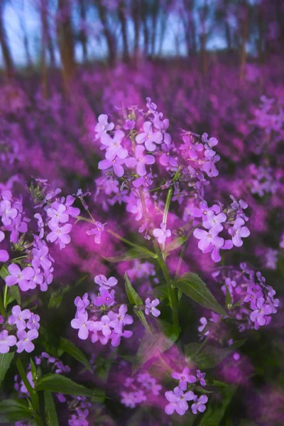 抄録の花とぼかし — ストック写真