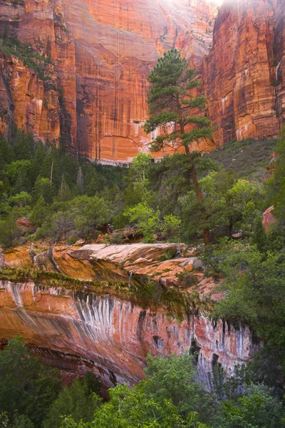 Zion national park — Stok fotoğraf