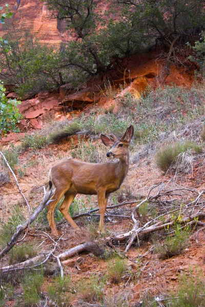 Deer in a wild — Stock Photo, Image