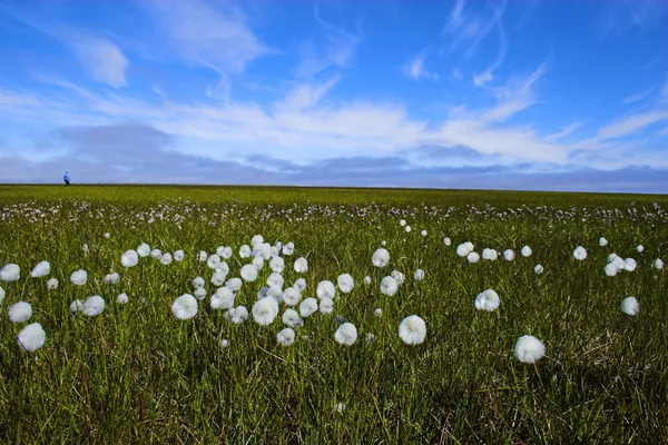 Arktiska blommor — Stockfoto