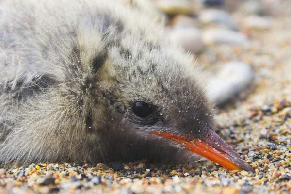 Arctische chick — Stockfoto