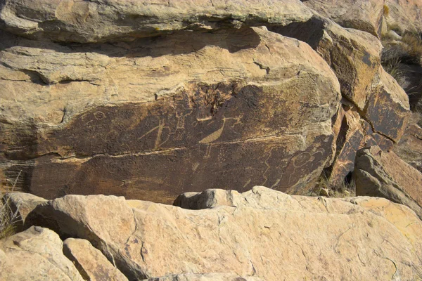 Petrified forest Rechtenvrije Stockfoto's