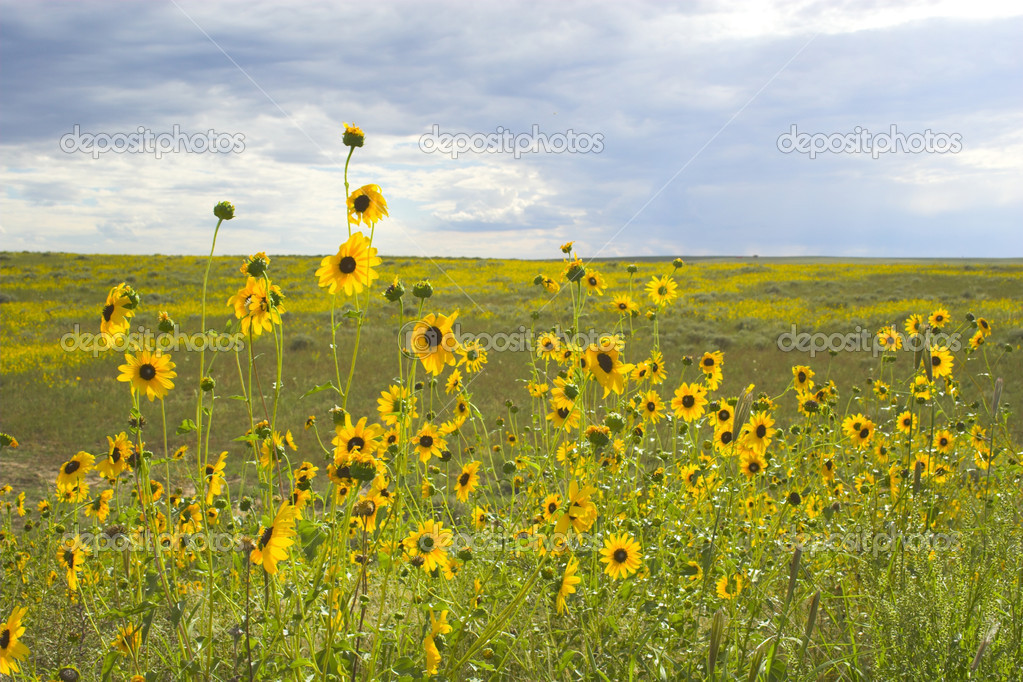 Prairie in bloom Stock Photo by 14085300