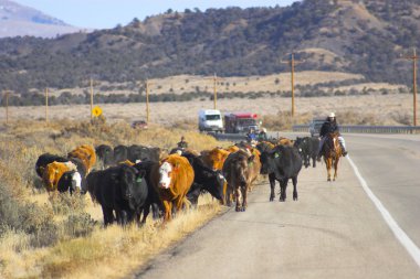 Cattle run clipart