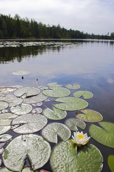 Lys d'eau — Photo