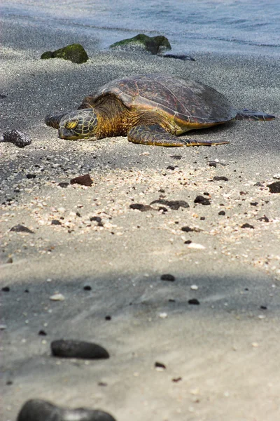 Odpočívající želva — Stock fotografie