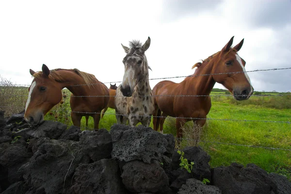 Horses — Stock Photo, Image