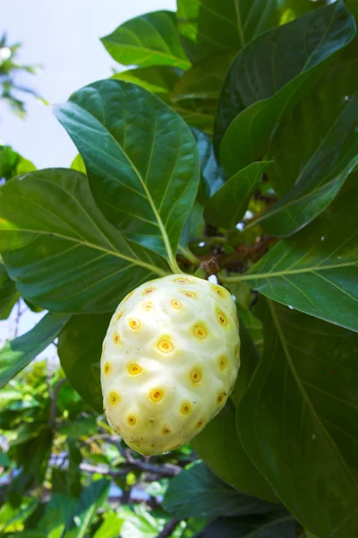 Tropické ovoce — Stock fotografie