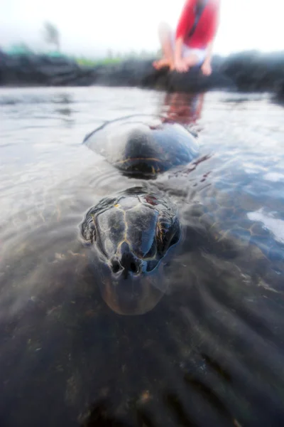 Turtle and a person — Stock Photo, Image