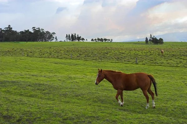 Groen landschap en paard — Stockfoto
