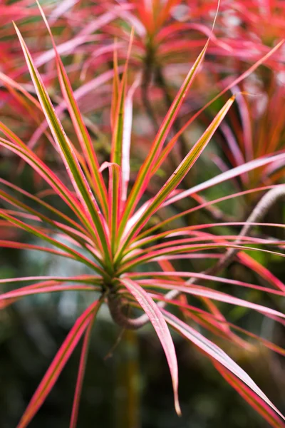 Tropical flower — Stock Photo, Image