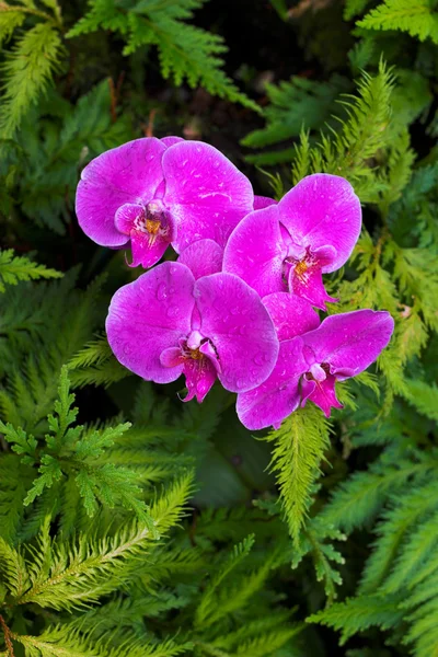 Orquídeas — Foto de Stock