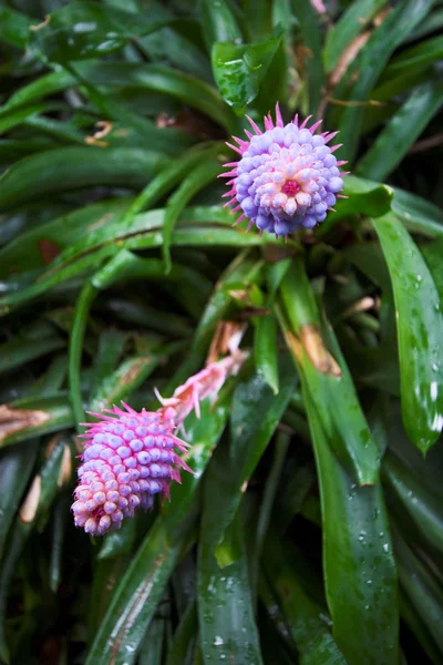 Tropical flower — Stock Photo, Image