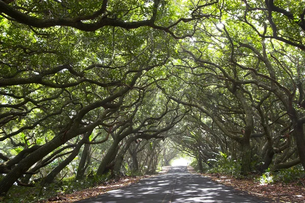 Hermoso camino y ciclistas — Foto de Stock