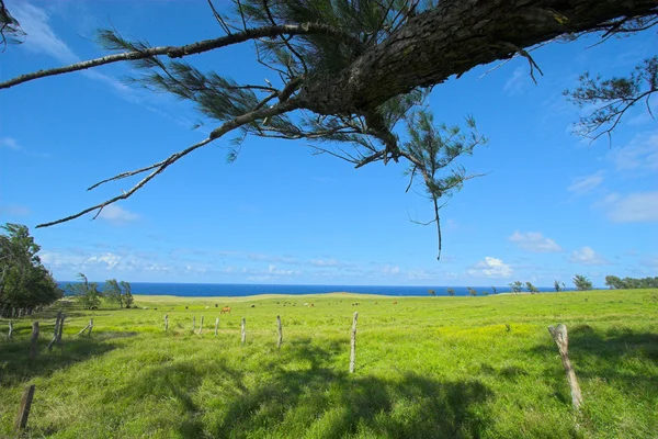绿色的田野在夏威夷 — 图库照片