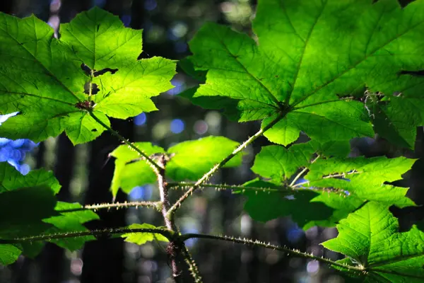 Hoja — Foto de Stock