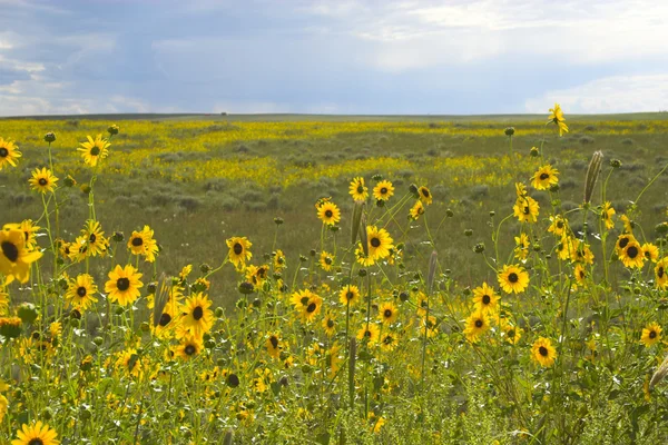 Prairie in bloom — Stock Photo, Image