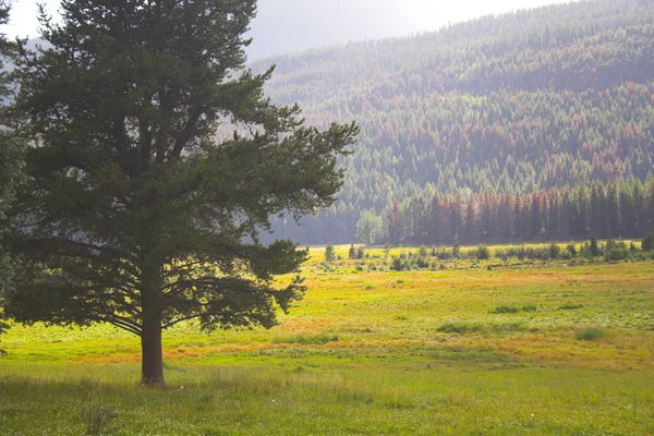 Höst i fjällen — Stockfoto