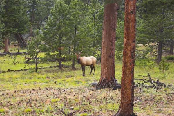 Wild Elk — Stock Photo, Image