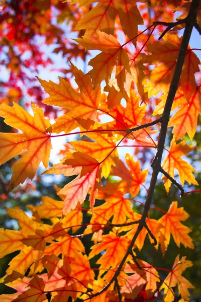 Hintergrund des Sturzes — Stockfoto