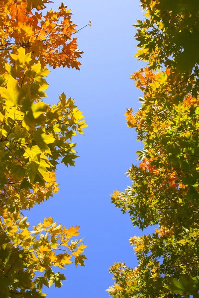 Fragmento de otoño — Foto de Stock