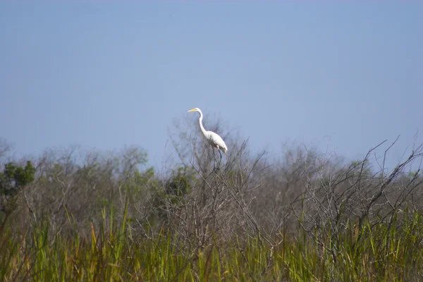 Everglade birds in the grass