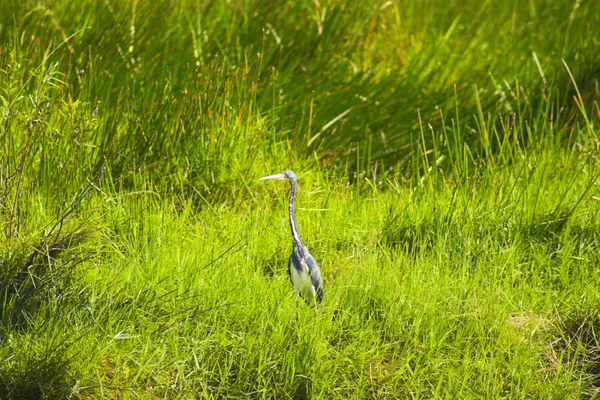 Uccello delle Everglades — Foto Stock