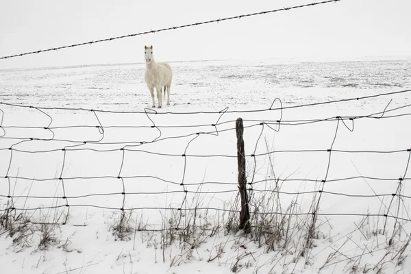 Άλογο το χειμώνα — Φωτογραφία Αρχείου