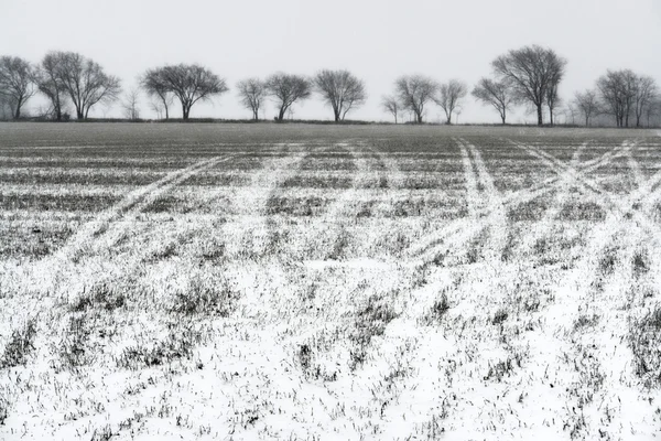 Padającego śniegu na farmie — Zdjęcie stockowe