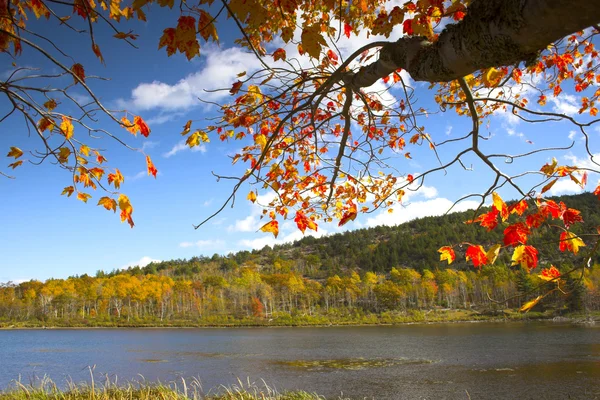 Colores de follaje de otoño — Foto de Stock