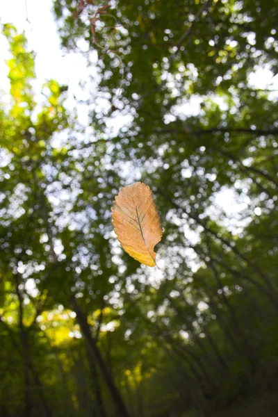 Latający liść — Zdjęcie stockowe