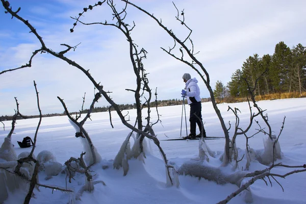 Ledový nahoru na stromy — Stock fotografie