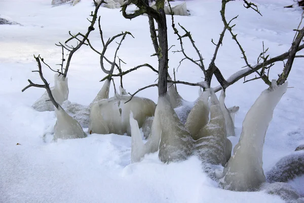 Iced van bomen — Stockfoto