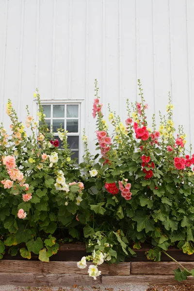 白い納屋と花 — ストック写真