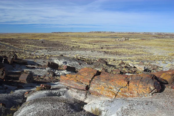 Petrified forest — Stockfoto