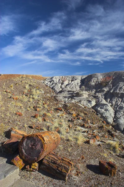 Petrified forest — Stock Photo, Image