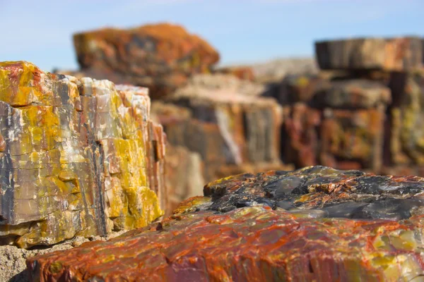 Petrified forest — Stockfoto