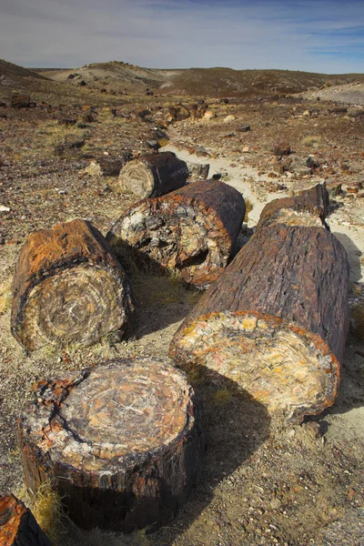 Petrified forest — Stock Photo, Image