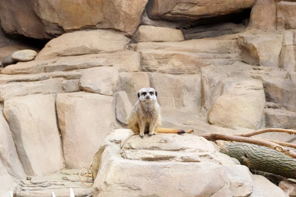 Meerkat. — Foto de Stock