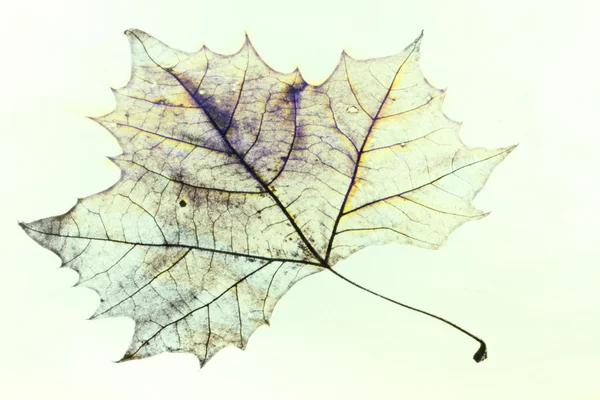 Рисунок кленовых листьев — стоковое фото
